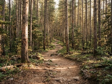 A dusty trail winding through a dense forest of towering lodgepole pines, soft mountain daylight filtering through the canopy, earthy forest floor.