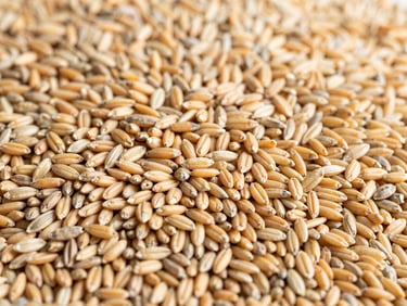 Raw golden agricultural commodities, high-contrast close-up of grains and seeds under bright natural daylight, cool desaturated tones