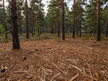 Wide environmental shot of a freshly reclaimed forest floor, covered in a clean layer of woodchip mulch with healthy pine trees standing, soft morning light