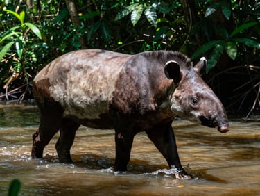 Close-up of a rare tapir walking through a shallow river crossing in dense forest, dappled jungle sunlight, raw editorial photography