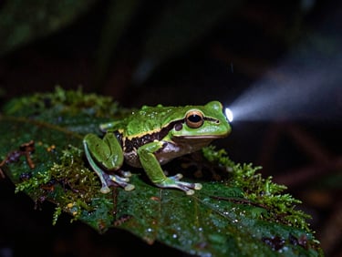 Macro shot of a glowing gladiator tree frog on a wet mossy leaf at night, soft flashlight beam, raw editorial photography