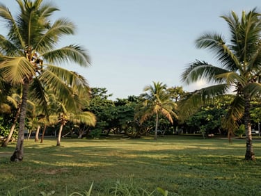 Lush green tropical land plot in Puerto Plata, palm trees framing a clear blue sky, soft natural daylight, clean landscape composition.