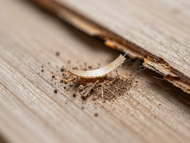 Macro shot of crumbling wood fibers turning to dust under light pressure, detailed texture, muted earth tones, sharp focus.