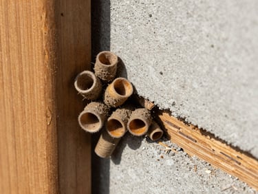 Close-up of termite mud tubes climbing a clean concrete wall next to damaged wooden trim, detailed texture, high-contrast natural light.
