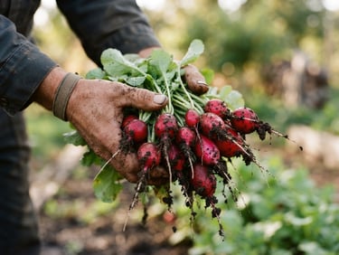 Hands of a local farmer holding freshly harvested organic radishes with soil, soft natural daylight, authentic food photography.
