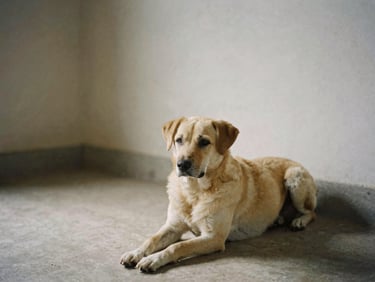 A calm dog resting in a clean, sunlit shelter room, natural morning light, muted earth tones, medium format film.