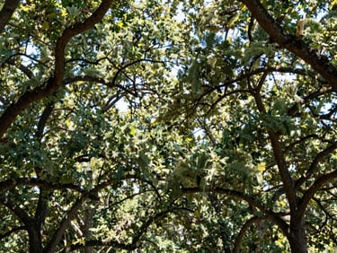 A healthy live oak canopy with filtered sunlight streaming through clean, professionally pruned branches, bright natural daylight, 35mm