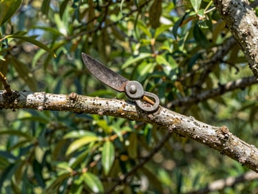 Close-up of clean, precise pruning cuts on a mature live oak branch, lush green foliage in background, natural sunlight.