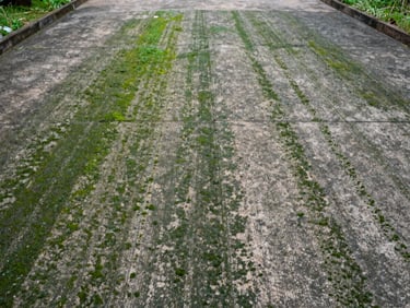 Close environmental shot of a heavily algae-stained concrete driveway, green and dark grey grime coating the surface, bright overcast daylight revealing every stain and moss patch, wide framing showing the full width of the driveway, no people