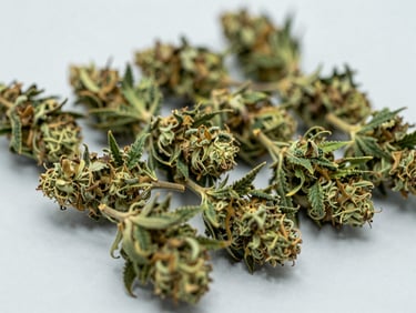Close-up macro shot of dense green hemp buds neatly arranged on a pale grey surface, bright natural laboratory light