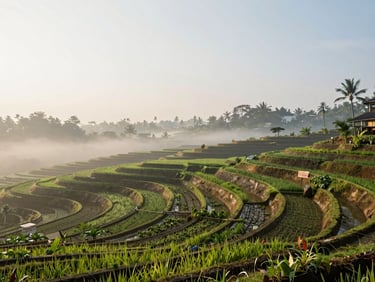 Wide shot of sustainable agricultural terrace fields in Java, morning mist, clean composition.