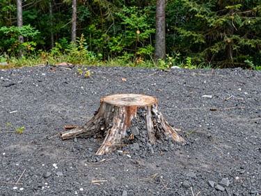 Before/after shot, cleared site after stump removal, clean ground, focus on the absence of the stump, crisp natural daylight.