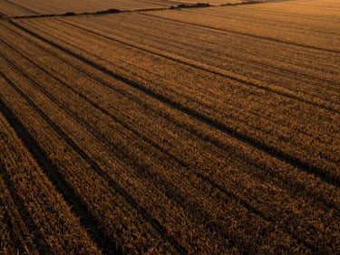 High-altitude wide perspective of organized golden soy fields, dramatic sunset light, deep corporate tones.