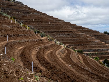 Wide shot of a steeply terraced plot at high altitude in Madeira, measurement stakes visible along contour lines, overcast morning light, no people, soil freshly turned