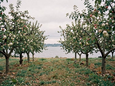 Ancient apple trees in a salt-rimmed orchard, overlooking a calm bay, overcast sky, muted coastal tones, 35mm film grain
