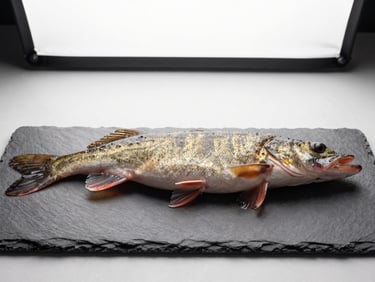 Whole pike-perch in profile on a pale slate surface, clean studio light from above, scales visible, no garnish, architectural stillness