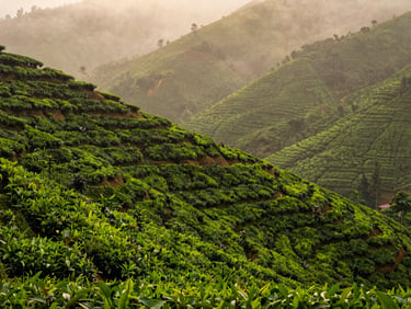 Lush green terraced tea gardens of Munnar, soft morning mist clinging to the hillsides, diffused cool light, atmospheric depth.
