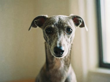 Close-up portrait of a male Italian Greyhound with expressive dark eyes, warm window light, soft linen background, 35mm film.