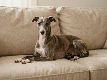 An elegant female Italian Greyhound resting on a warm sand-colored linen sofa, soft morning light, editorial aesthetic.