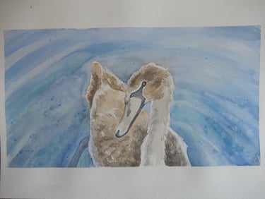 Cygneau, aquarelle sur papier 100% coton, Sébastien Schoch