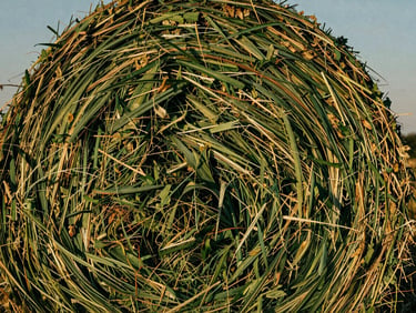 Close-up of freshly baled alfalfa hay showing deep green interior fibers, crisp morning light, high-contrast tactile details