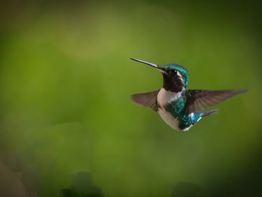 Manu National Park Photography Tour 6 D / 5 N