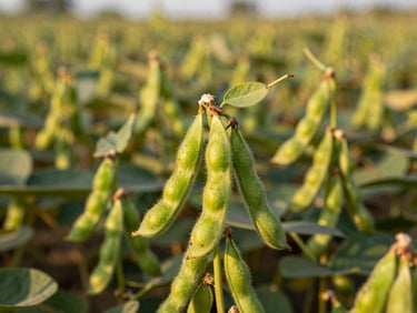 Close-up of healthy green soy pods on the plant in a vast field, warm natural lighting, high contrast, 35mm