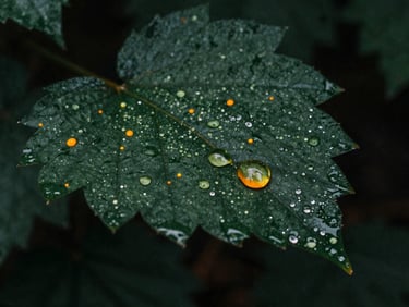Macro shot of active botanical oil droplets suspending on a dark leaf, moody damp forest light, 35mm film