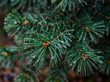 Dew-covered pine needles on a wet forest floor, overcast daylight, macro lens