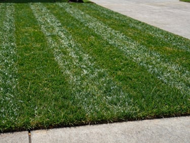 Close-up of a freshly mowed residential lawn in Columbus Georgia, clean mowing stripes visible across dark green turf, natural daylight, low angle showing the crisp edge between lawn and driveway