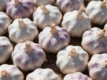 Crisp white and purple garlic bulbs, detailed close-up, natural sunlit background, 35mm