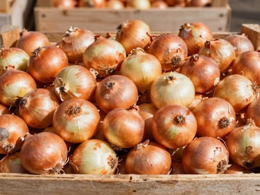 Golden onions stacked neatly in clean wooden crates, bright daylight, professional agricultural photography, 35mm
