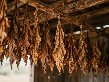 Dried tobacco leaves hanging to cure inside a rustic wooden barn, warm light filtering through the cracks, earthy brown tones