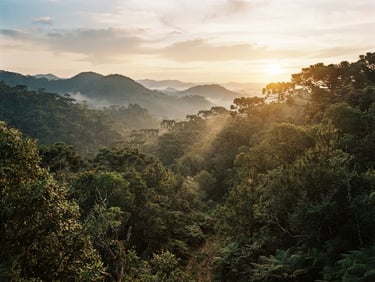 Wide panoramic view of the Serra Gaúcha forest at golden hour, soft mist rising from the pine trees, warm natural sunlight filtering through the canopy, 35mm film look