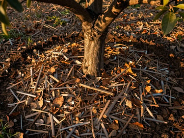 Overhead detail of orchard soil at the base of a fruit tree trunk, dry leaf mulch and dark earth visible, golden-hour sidelight, Anatolian orchard setting
