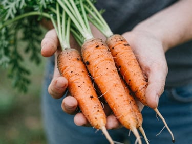 Close-up of soil-covered hands holding freshly harvested heirloom carrots, soft diffused daylight, organic textures, shallow depth of field.