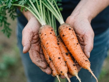 Close-up of weathered hands holding freshly harvested heirloom carrots with rich soil, soft natural daylight, organic tones, 35mm film.