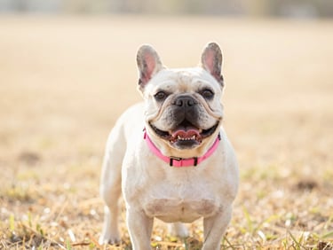 Joyful French Bulldog expressing pure happiness in a sunny open field, warm daylight, pink collar, cream-toned background