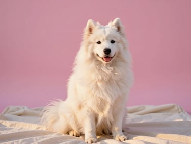A beautifully groomed Samoyed sitting elegantly on a cream blanket, warm golden-hour sunlight, bright pink tones, 35mm editorial