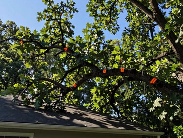 Wide shot of a massive, decaying oak branch hanging dangerously close to a residential roof, dark shadows, high risk environment