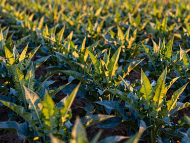 Close-up of vibrant, healthy green crops in an Idaho field, showing individual leaves and stalks, golden hour sunlight, sharp focus, 35mm