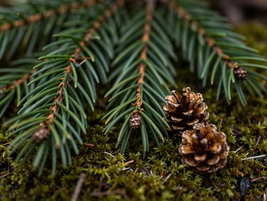Macro shot of fresh pine needles and small cones on damp moss, soft diffused light.