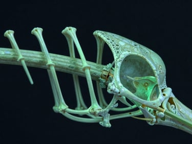 Cross-sectional view of a bird bone showing internal truss structures, high-contrast laboratory lighting, deep slate and bio-luminescent green tones, extreme close-up detail, 100mm lens