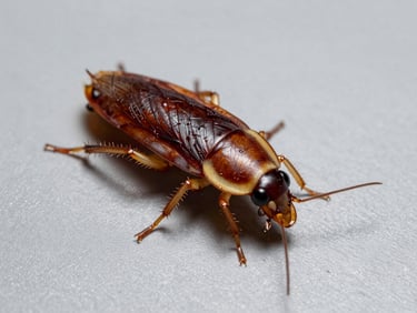 Macro scientific photography of a German cockroach on a sterile gray surface, high contrast, sharp details