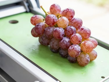 A bundle of sweet red table grapes on a sorting line, bright high-key daylight, 35mm.