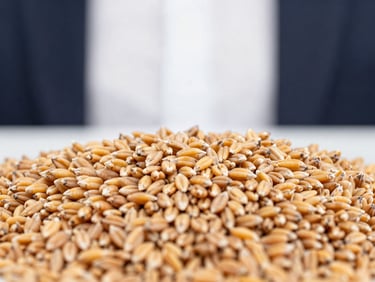 Close-up of high-quality golden wheat grains being inspected under soft overcast European daylight, shallow depth of field