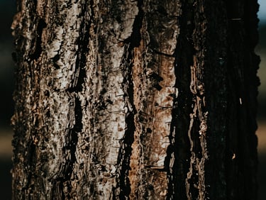 Macro close-up of raw cedar bark with natural texture, dramatic side-lighting, deep shadows, 35mm film grain.