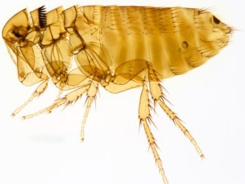 Montreal Rrodent Flea Guide