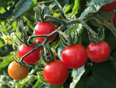 tomate cerise du jardin