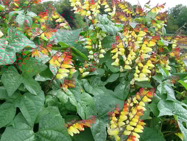 Plante grimpante Mina lobata 